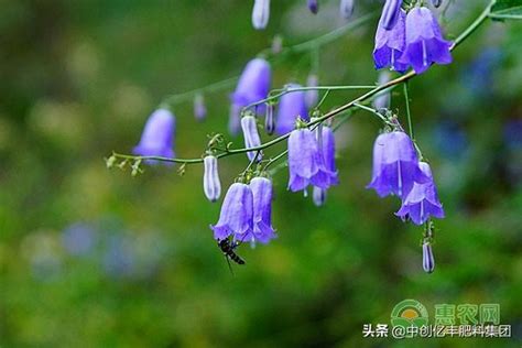 風鈴草 花語|風鈴草花語 風鈴草花語知識大全